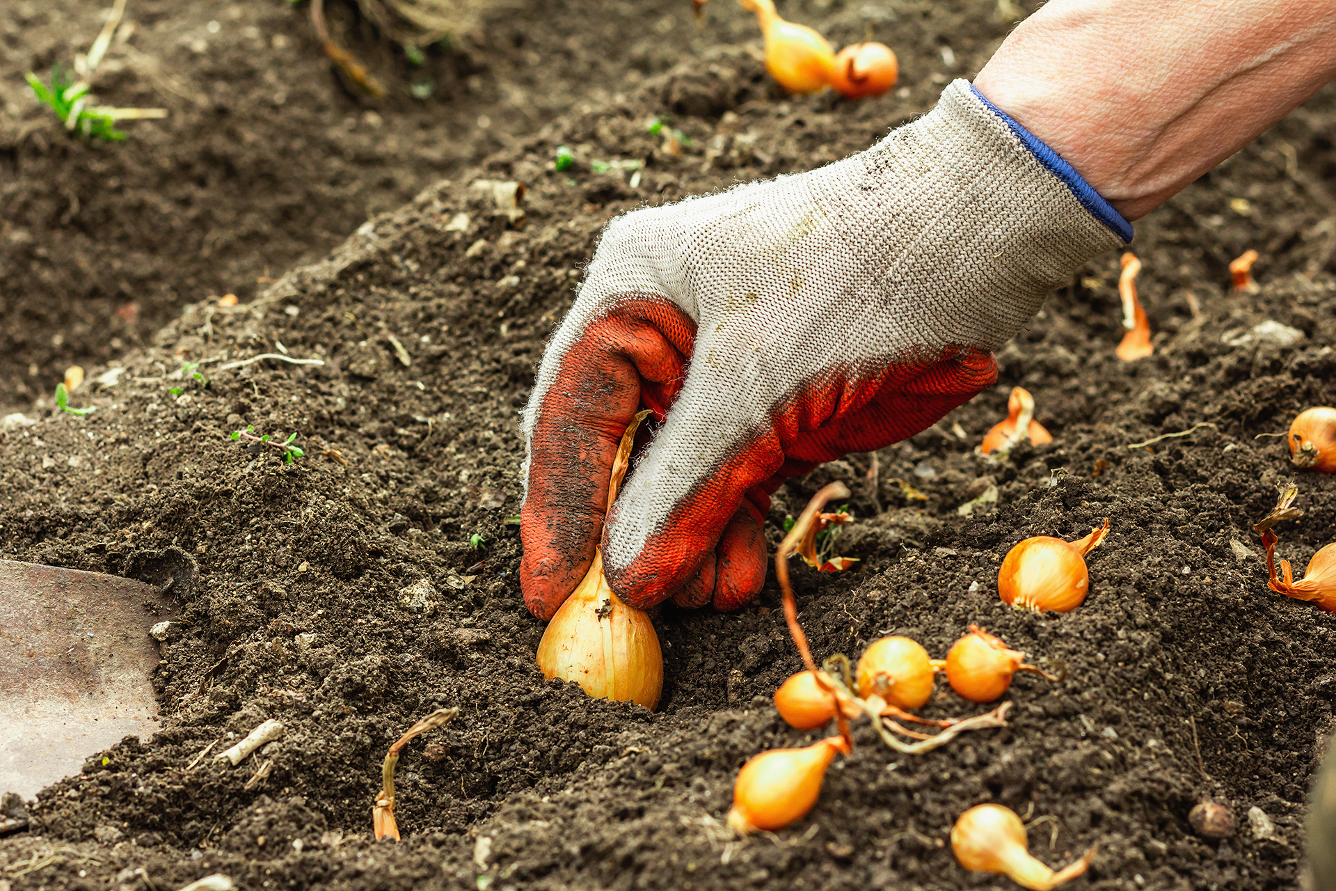 A farmer tending to his onion crops.